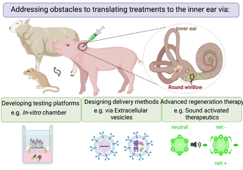 A schematic showing approaches translate treatments to the inner ear, showing in vitro test chambers, vesicles delivery methods and sound therapies