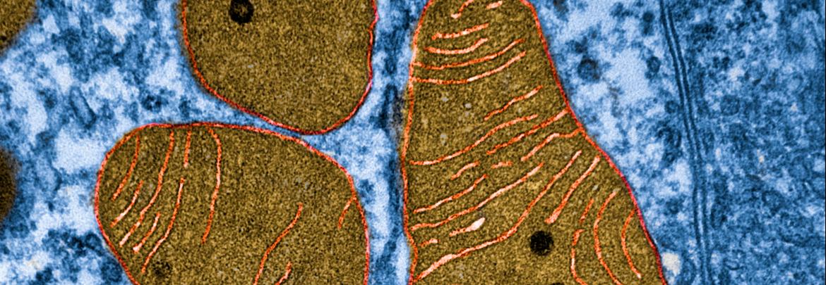 Cell Biology - CBI image mitochondria