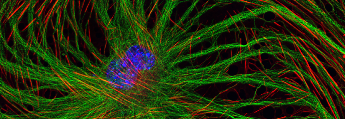 Cell Biology - Graduate Program - CBI Image 1b stitch MIP 