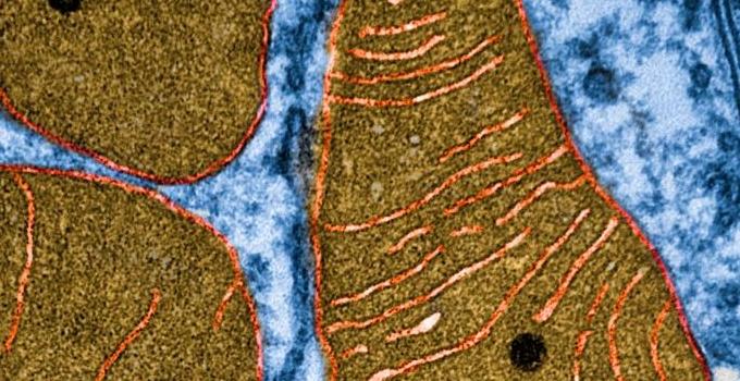 Cell Biology - Research Centers - mitochondria image