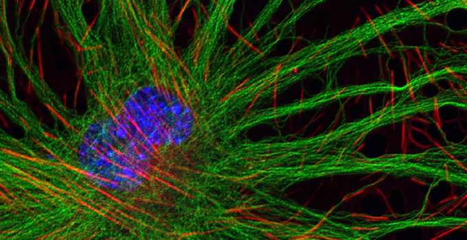 Cell Biology Graduate Program - stitch 1b image